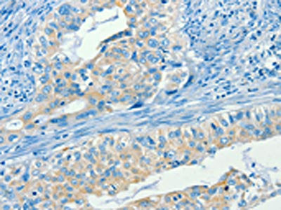 SERPINA9 Antibody