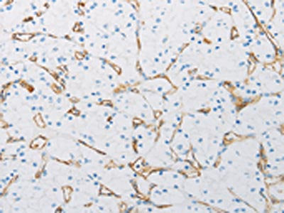 PECAM1 Antibody