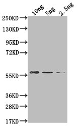 MUD1 Antibody