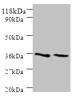 SNX20 Antibody