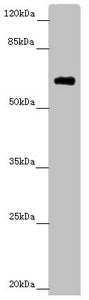 SOCS4 Antibody