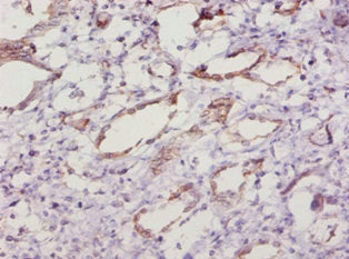 Sod1 Antibody