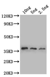 sod1 Antibody
