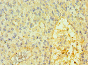 SOX14 Antibody