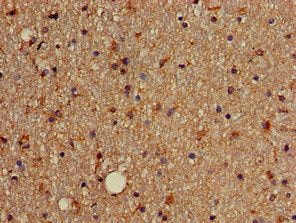 SOX4 Antibody