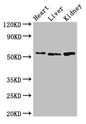 SOX9 Antibody
