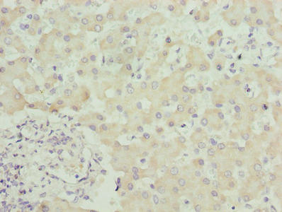SPCS3 Antibody