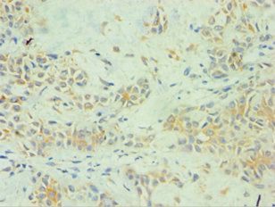 SPINT1 Antibody