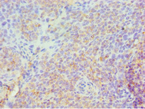 SPN Antibody