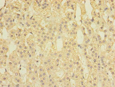 SPOP Antibody