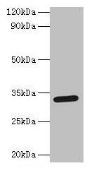 Spp1 Antibody