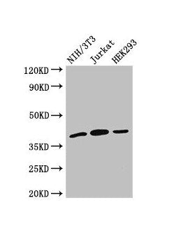 SPRY2 Antibody