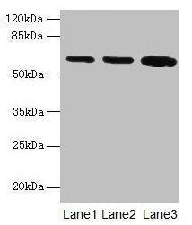 SPTLC2 Antibody