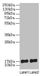SRP19 Antibody