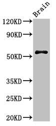 SRP54 Antibody
