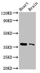 SRR Antibody