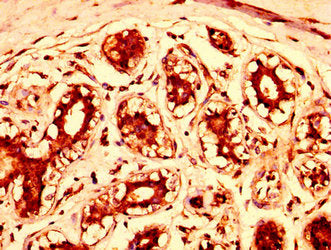 STAG3 Antibody