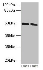 STAMBP Antibody