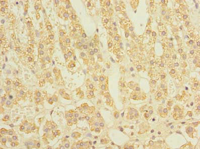STAR Antibody
