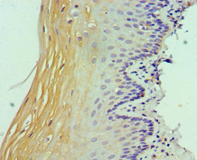 STAT4 Antibody