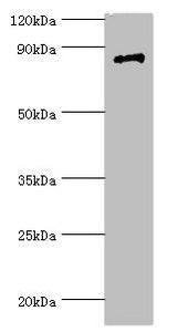 STAT4 Antibody