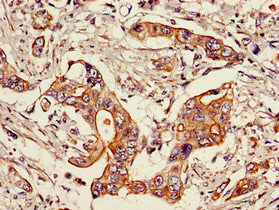 STAT6 Antibody