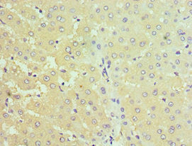 STC1 Antibody
