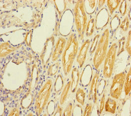 STC2 Antibody
