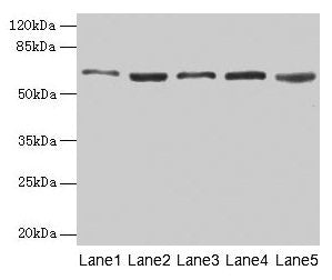STIP1 Antibody