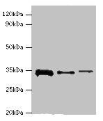 STK16 Antibody