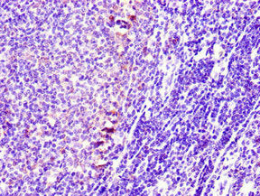 STMN1 Antibody