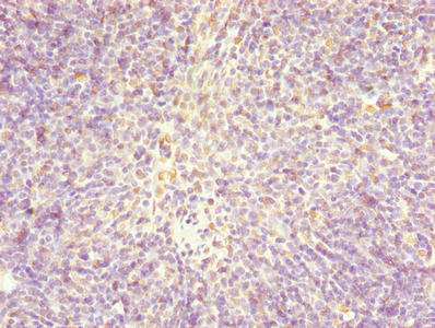 CENPX Antibody