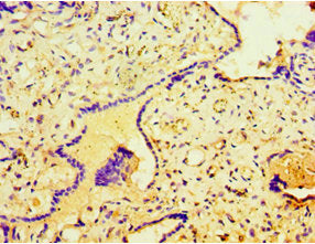 STRN Antibody