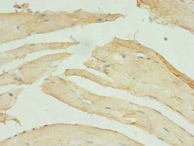STX10 Antibody