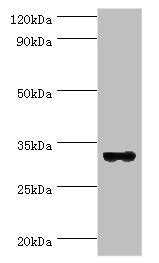STX11 Antibody