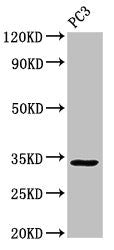 STX1A Antibody