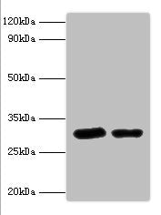 STX6 Antibody