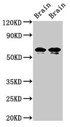 STXBP1 Antibody