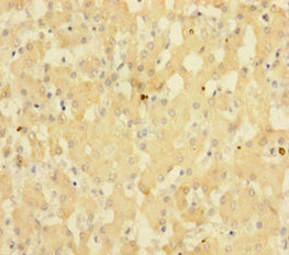 SUB1 Antibody