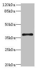 SUCNR1 Antibody
