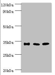 SULT1A3 Antibody