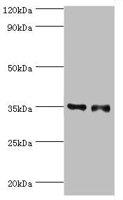 SULT1E1 Antibody
