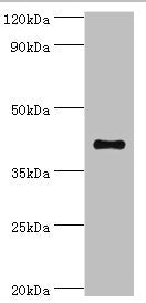 SULT2B1 Antibody