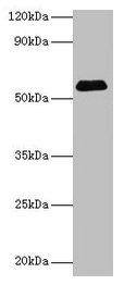 SUOX Antibody