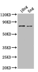 SPT16 Antibody