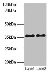 SUPT3H Antibody