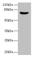 SYN1 Antibody