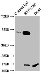 SYNJ2BP Antibody