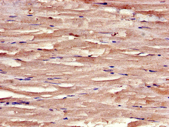 SYNM Antibody