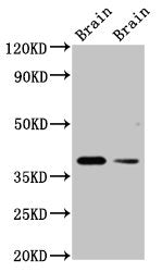 TAAR5 Antibody